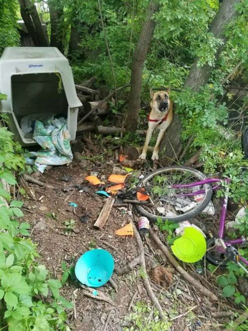 Left among trash, cruelly tied and deprived of food, this poor canine’s trust shattered after her puppies were sold. – newsvaults.com