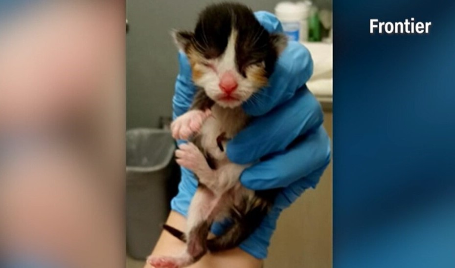 Airline offers free plane tickets to adopters of three stray kittens