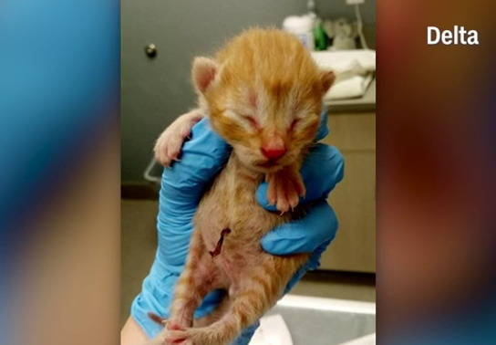 Airline offers free plane tickets to adopters of three stray kittens