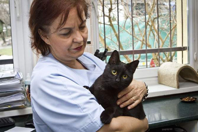 Amazing ‘Cat Nurse’ Comforts Sick Animals at Polish Shelter