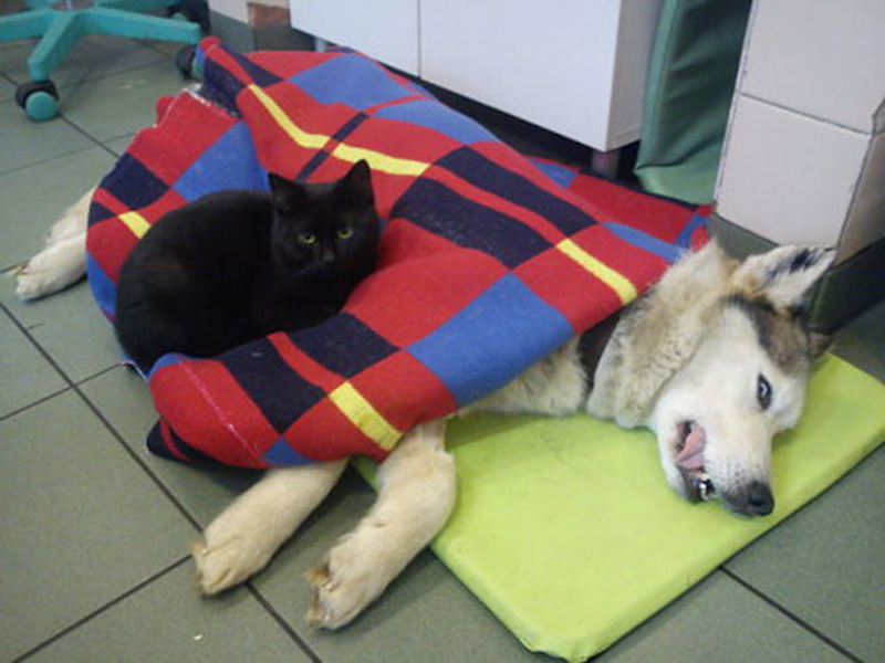 Amazing ‘Cat Nurse’ Comforts Sick Animals at Polish Shelter