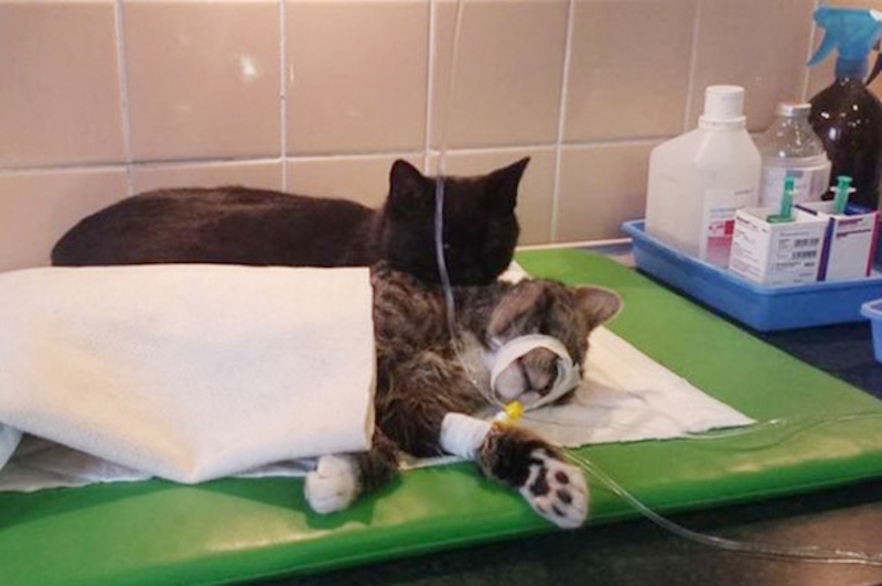 Amazing ‘Cat Nurse’ Comforts Sick Animals at Polish Shelter