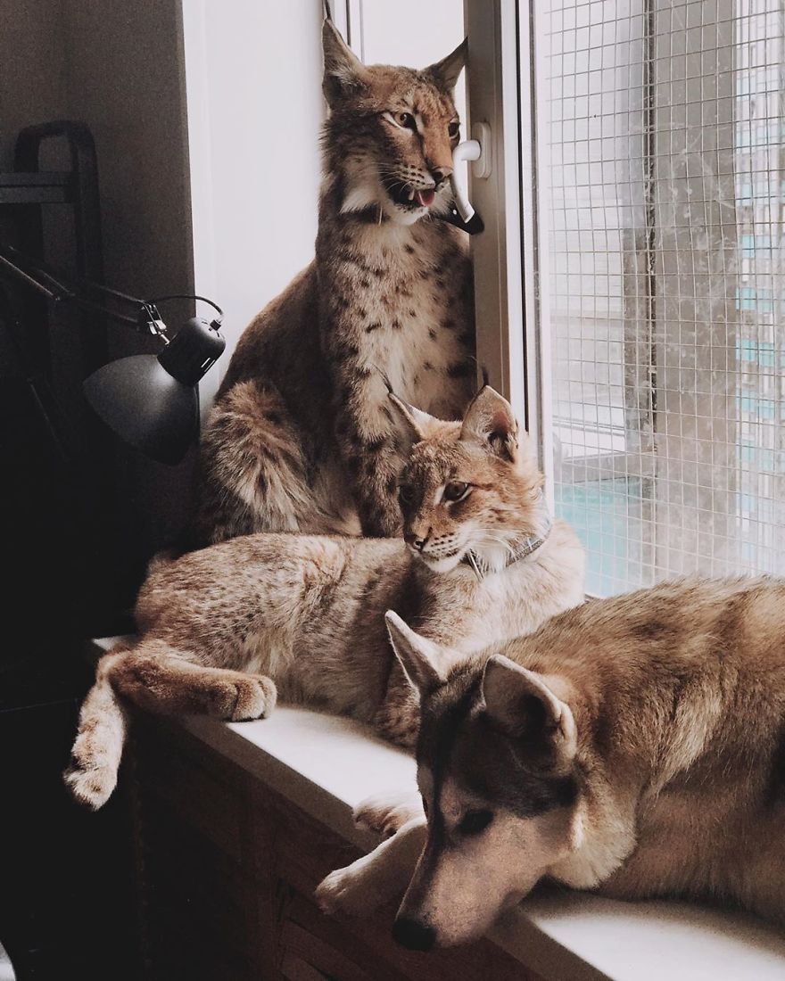 "Living with a Menagerie: My Experience Adopting Lynxes and Building a Diverse Animal Family with Dogs and Horses" - Yeudon