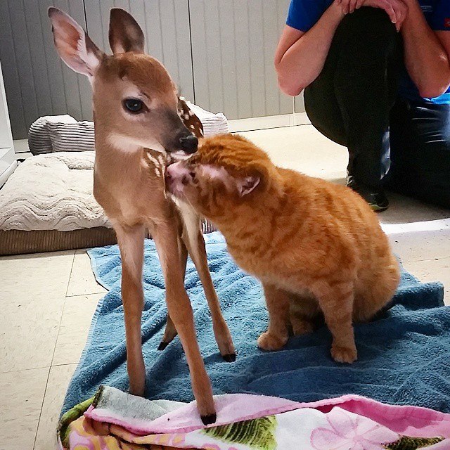 Cat Rescued From Fire Now Helps Take Care Of Other Animals In Vet Clinic