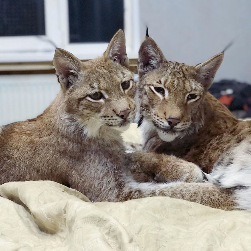 "Living with a Menagerie: My Experience Adopting Lynxes and Building a Diverse Animal Family with Dogs and Horses" - Yeudon