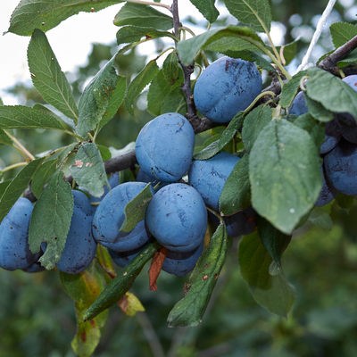 Nature's Hidden Jewels Unveiled: The Exceptional And Unique World Of Blue Fruits - Nature and Life