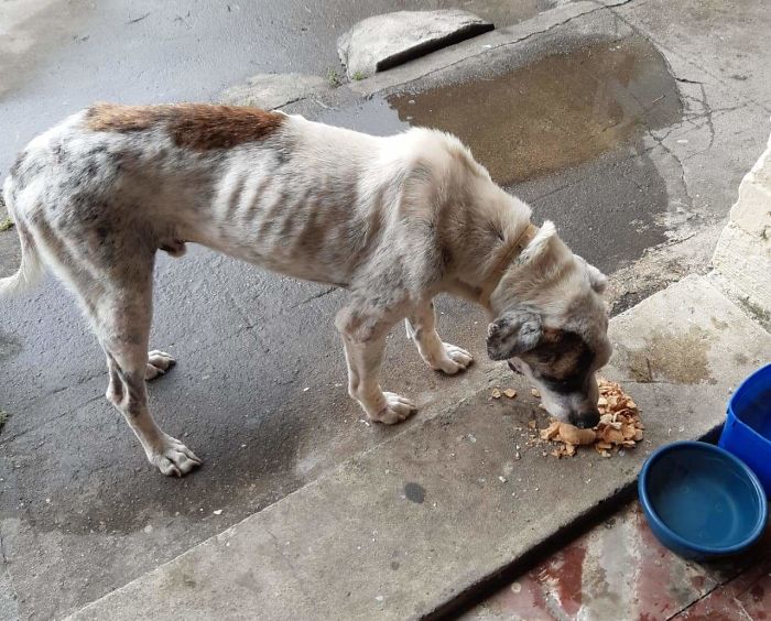 A Kind Priest Brings Stray Dogs To Mass So They Can Find New Families