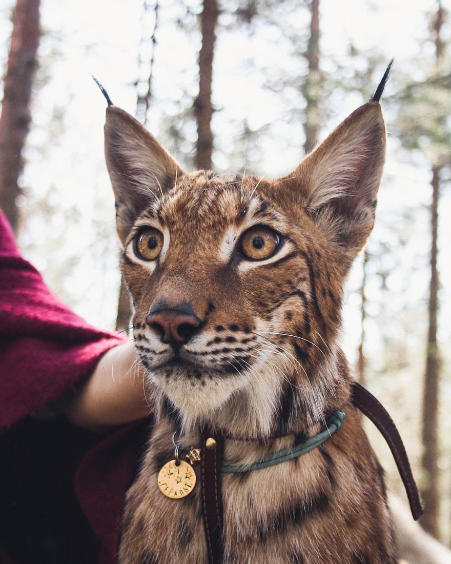 "Living with a Menagerie: My Experience Adopting Lynxes and Building a Diverse Animal Family with Dogs and Horses" - Yeudon