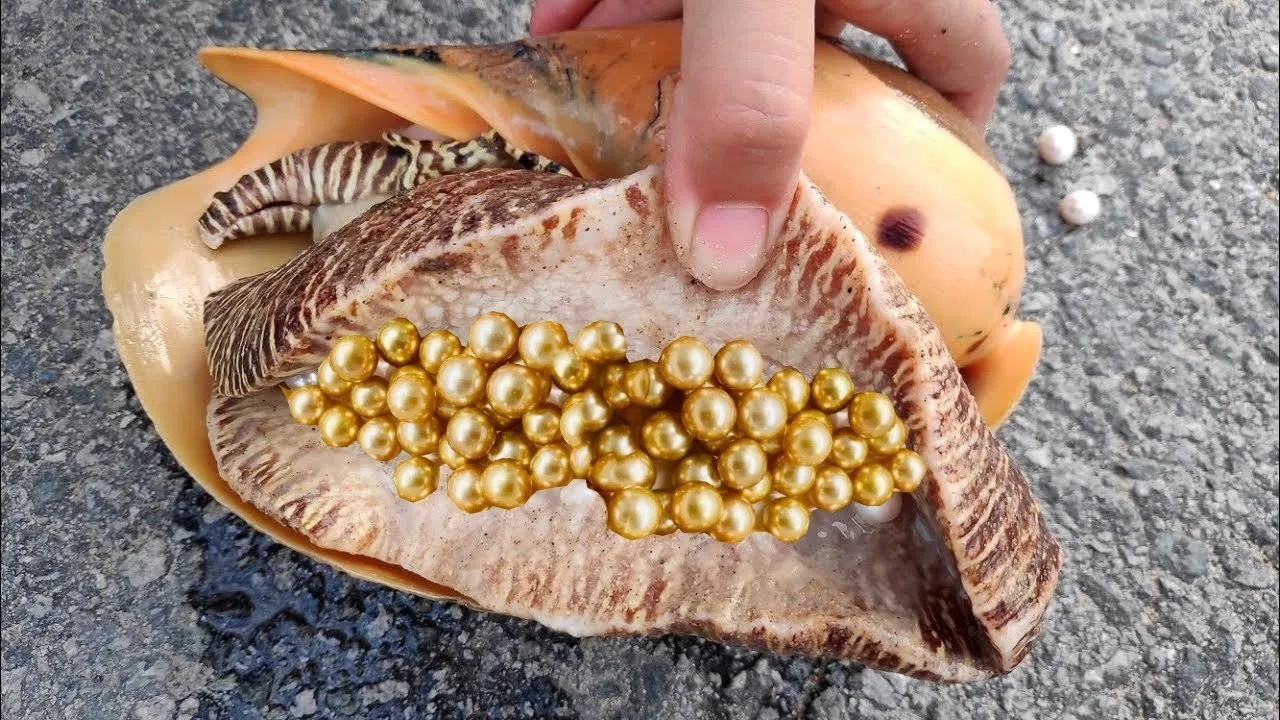 "Incredible Papaya Snail Filled with Pearls - An Amazing Rarity!"