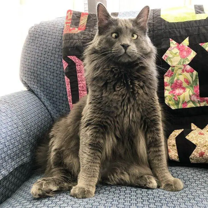 A Crossed-Eyed Cat Wins The Hearts Of Thousands And Raises Money For Animal Shelters