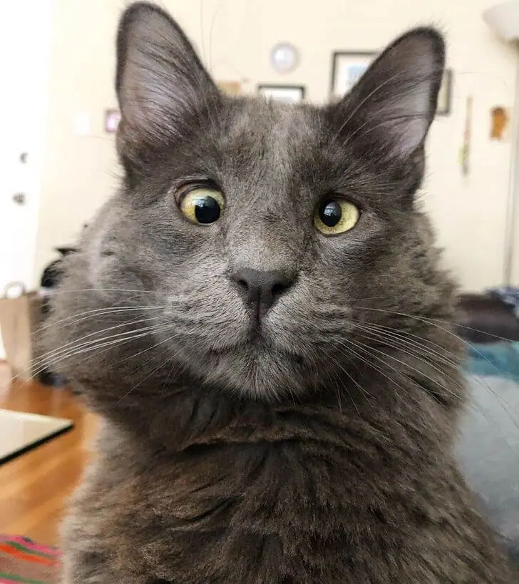 A Crossed-Eyed Cat Wins The Hearts Of Thousands And Raises Money For Animal Shelters