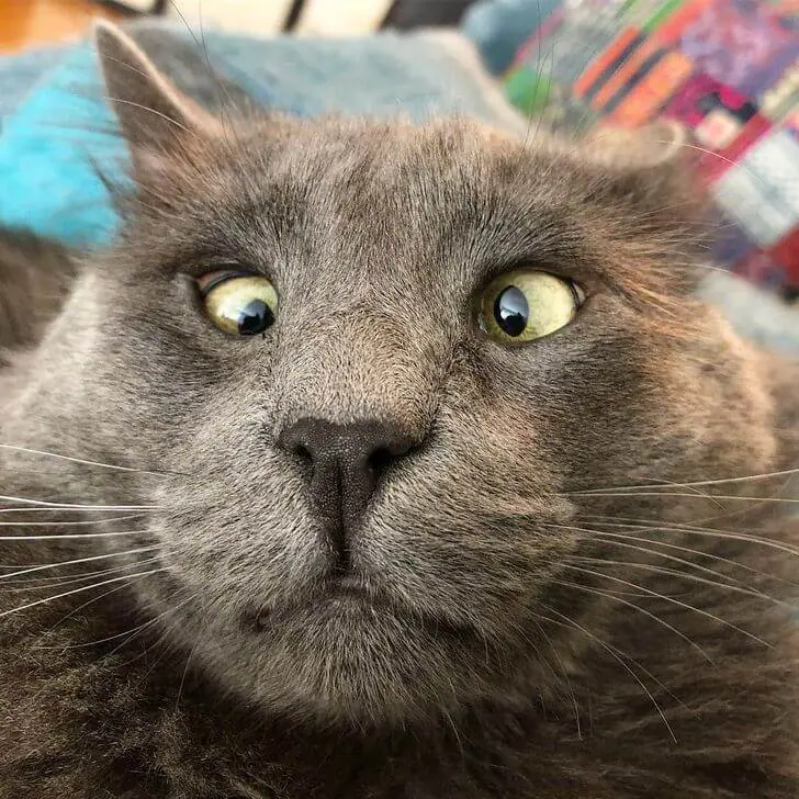 A Crossed-Eyed Cat Wins The Hearts Of Thousands And Raises Money For Animal Shelters