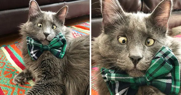 A Crossed-Eyed Cat Wins The Hearts Of Thousands And Raises Money For Animal Shelters