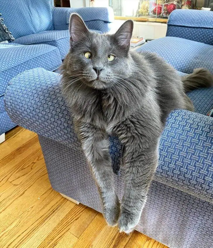 A Crossed-Eyed Cat Wins The Hearts Of Thousands And Raises Money For Animal Shelters