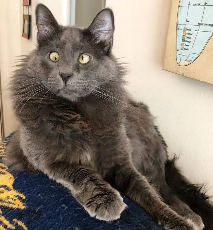 A Crossed-Eyed Cat Wins The Hearts Of Thousands And Raises Money For Animal Shelters