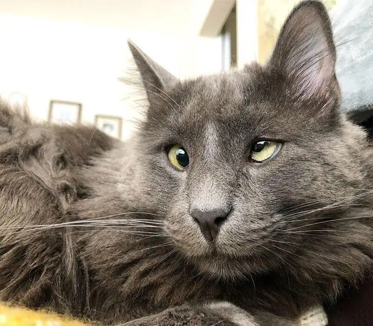 A Crossed-Eyed Cat Wins The Hearts Of Thousands And Raises Money For Animal Shelters