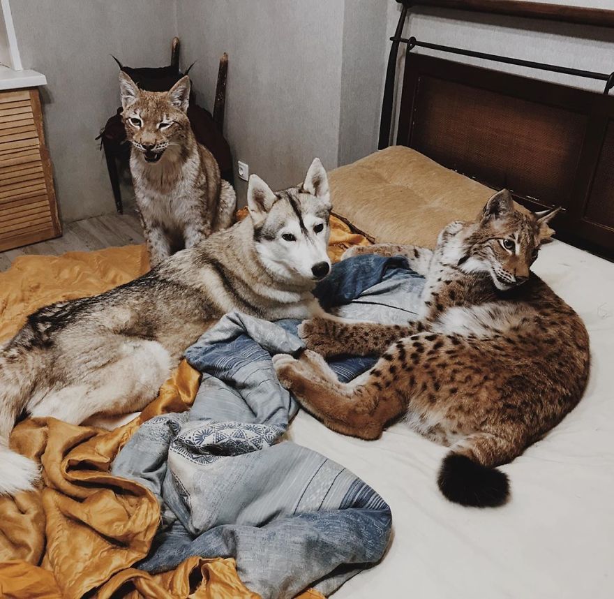 "Living with a Menagerie: My Experience Adopting Lynxes and Building a Diverse Animal Family with Dogs and Horses" - Yeudon