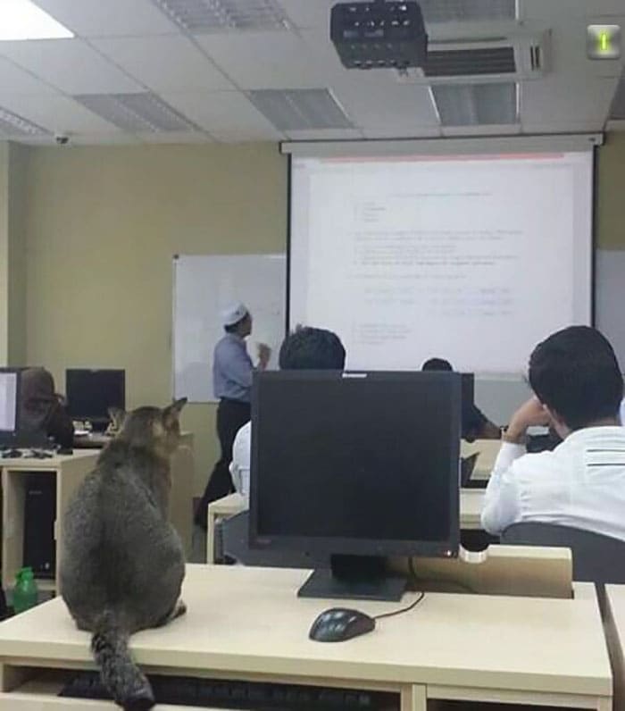 Cat Enters Classroom At Malaysian University And Falls Asleep Because Of Boring Lecture