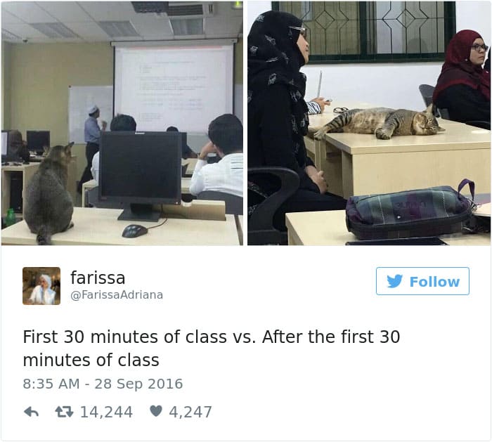 Cat Enters Classroom At Malaysian University And Falls Asleep Because Of Boring Lecture