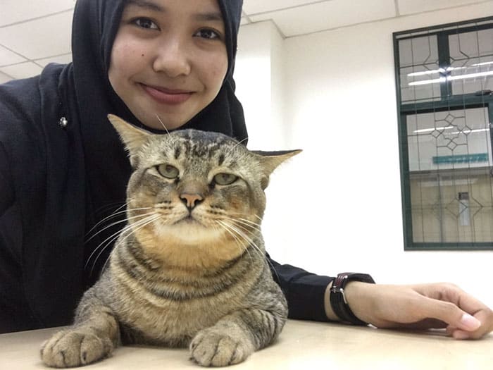 Cat Enters Classroom At Malaysian University And Falls Asleep Because Of Boring Lecture