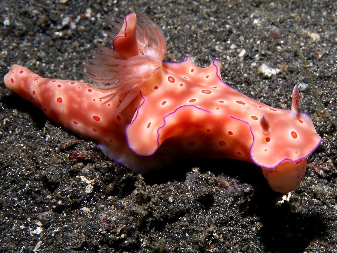 (VIDEO) Discover the extremely strange and beautiful sea cucumbers that will make you fall in love. P - Pet Care Blog