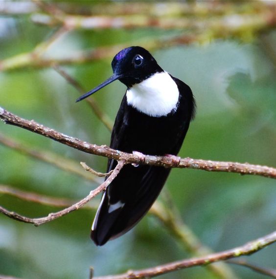 Collared Inca: A Kaleidoscope in Flight - The Colorful Hummingbird of the Andes