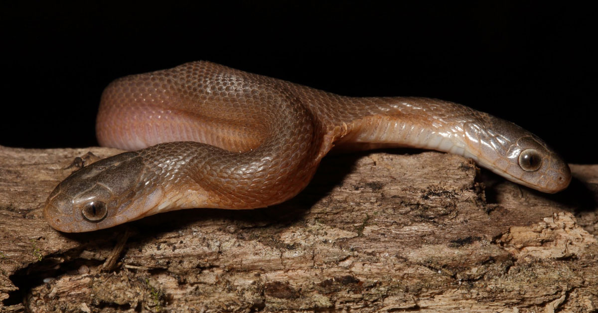 DOUBLE TAKE: Two-headed snake found in South Africa