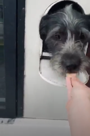 Dog Sticks His Head Out Of His Mailbox Every Morning To Greet His Neighbors