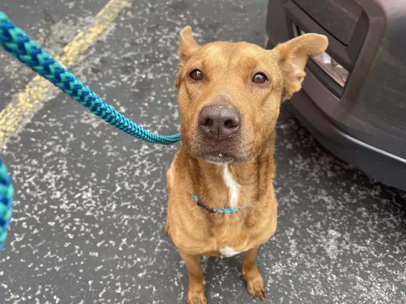 Dog Trembling In A Pile Of Rubble Is So Grateful Someone Finally Noticed Her