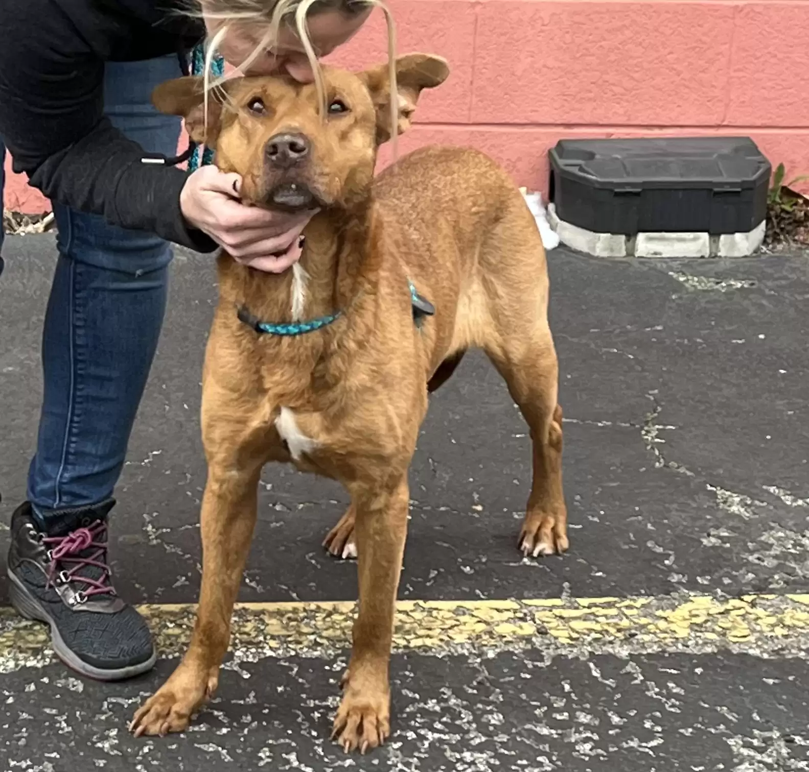 Dog Trembling In A Pile Of Rubble Is So Grateful Someone Finally Noticed Her