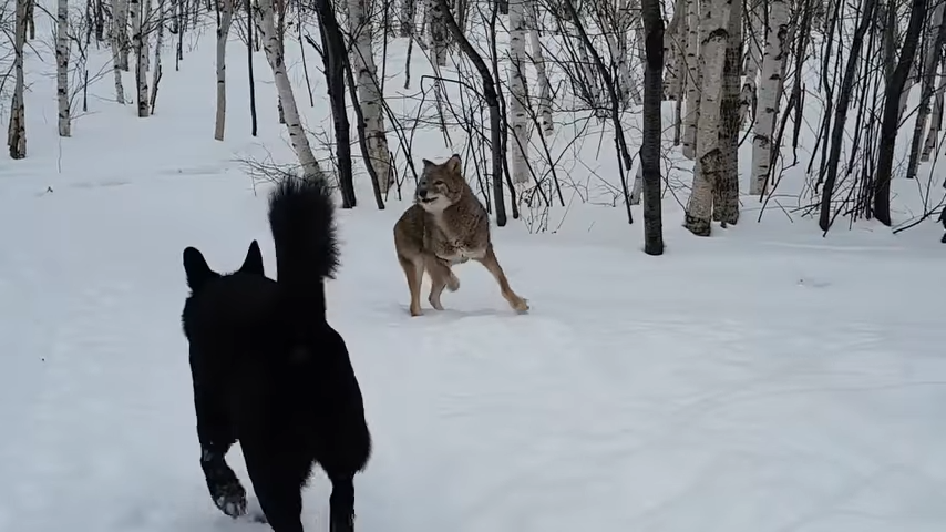 A dog becomes best friends with a coyote, and they play together every day, showing the unique and unexpected friendships that can form in the animal kingdom. – newsvaults.com