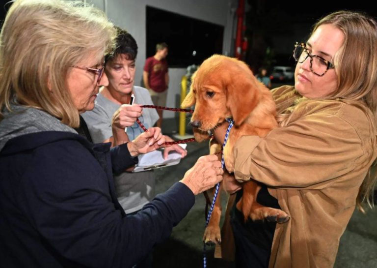 31 Dogs Rescued From China’s Dog Meat Trade Are Finally Safe In The USA