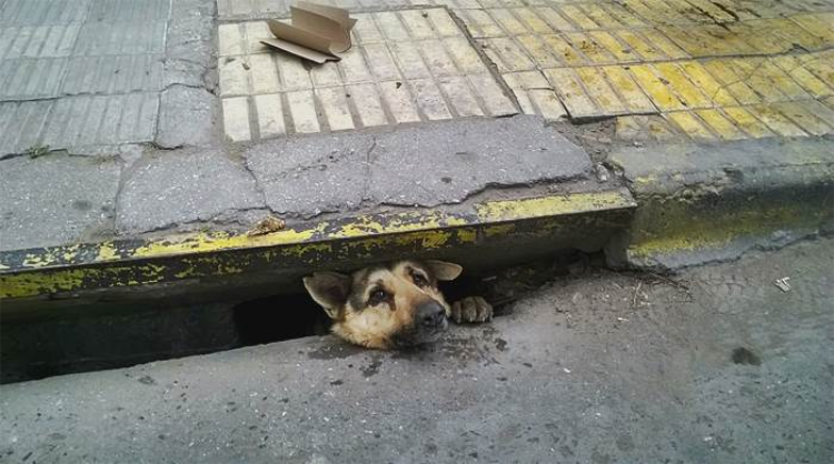 Dramatic rescue of a puppy trapped for four days in a drain, showcasing the efforts that people make to save animals in perilous situations. – newsvaults.com