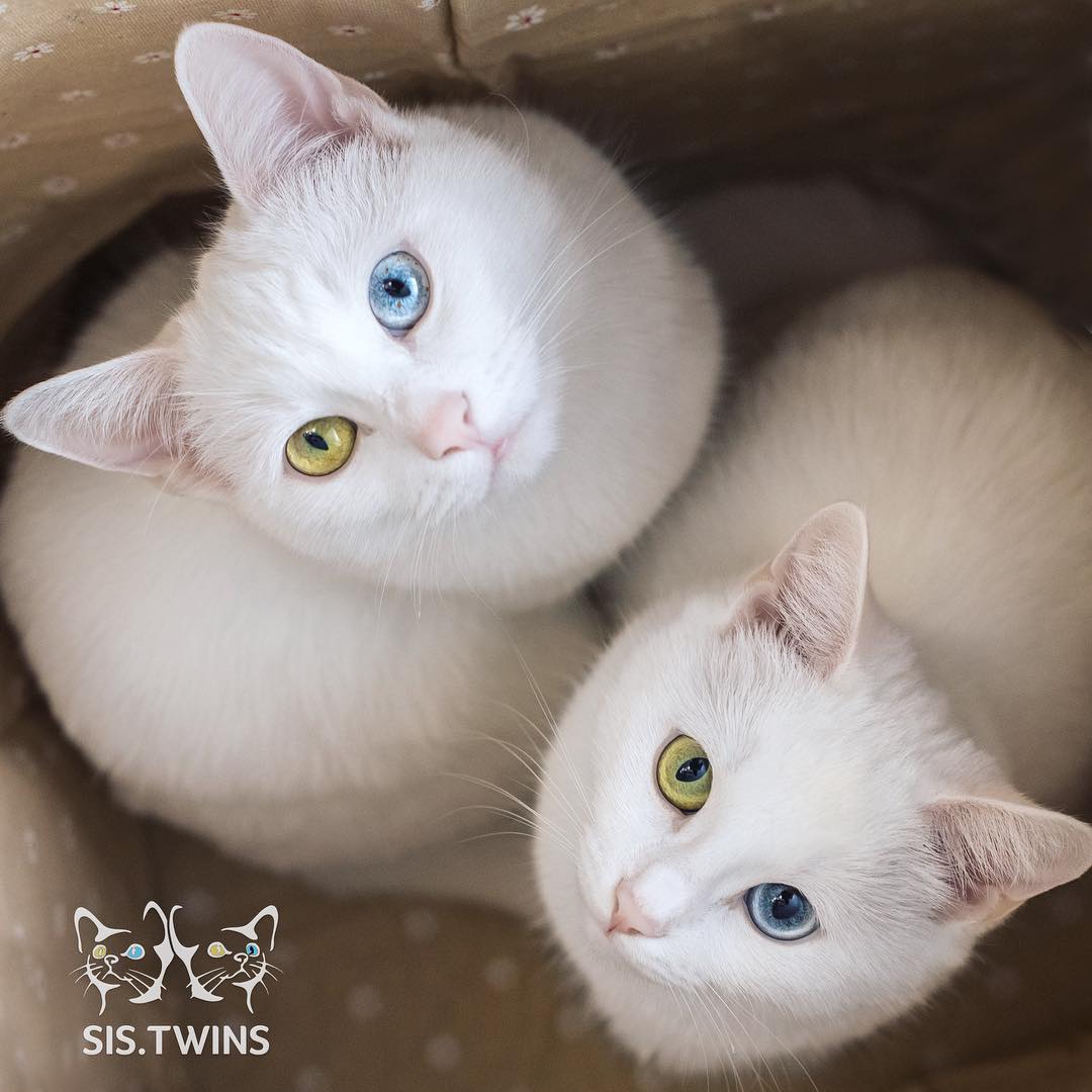 Insta-Famous Feline Twins: Introducing the Sister Cats with Strikingly Unique Heterochromatic Eyes!