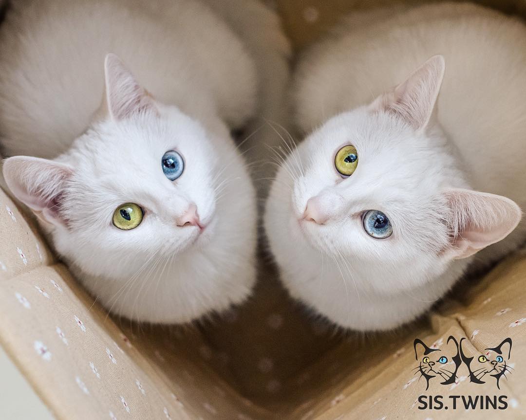 Insta-Famous Feline Twins: Introducing the Sister Cats with Strikingly Unique Heterochromatic Eyes!