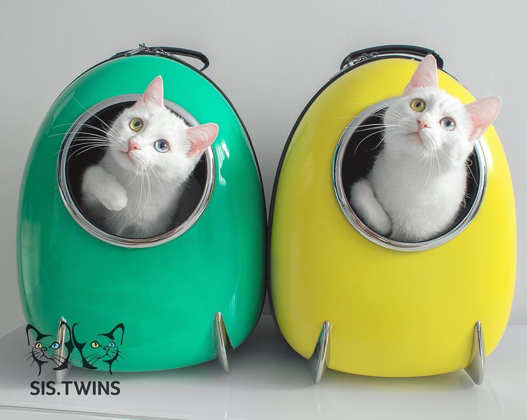 Insta-Famous Feline Twins: Introducing the Sister Cats with Strikingly Unique Heterochromatic Eyes!