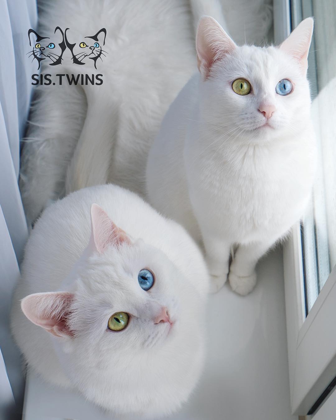 Insta-Famous Feline Twins: Introducing the Sister Cats with Strikingly Unique Heterochromatic Eyes!