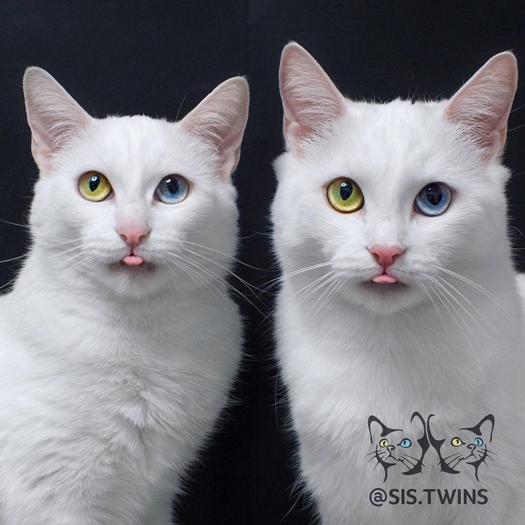 Insta-Famous Feline Twins: Introducing the Sister Cats with Strikingly Unique Heterochromatic Eyes!