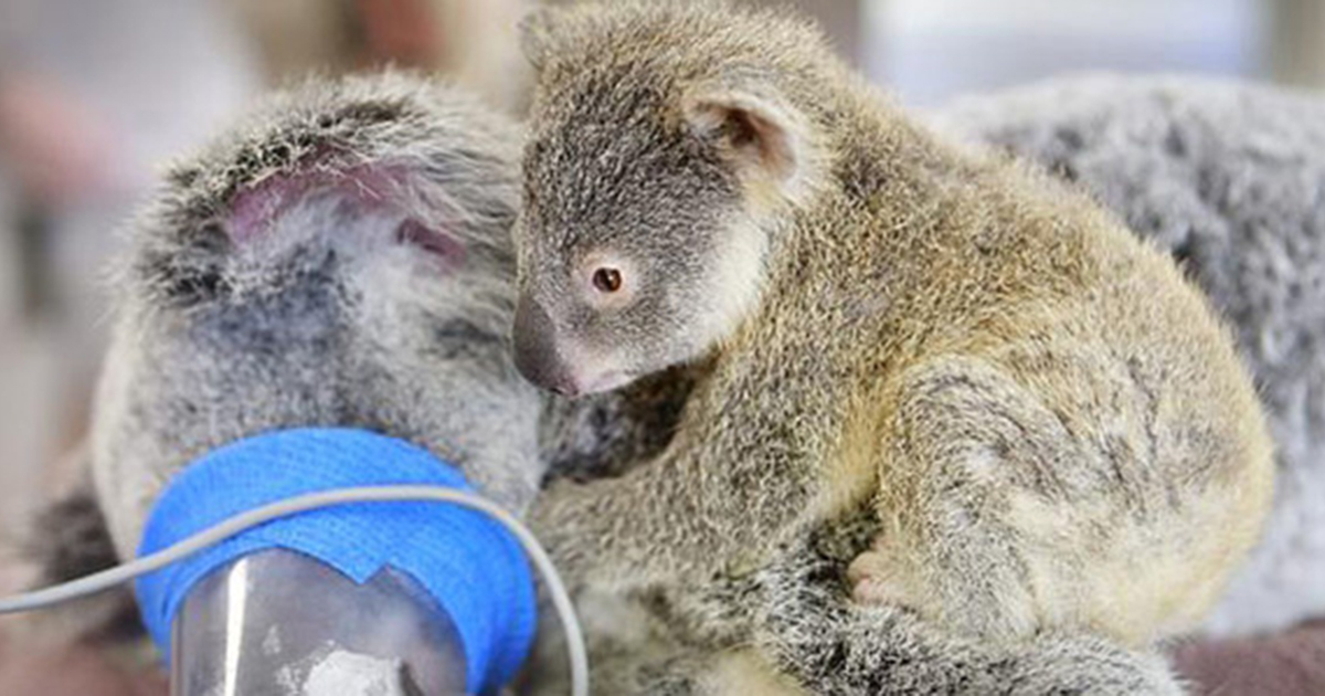 Emotional moment a baby koala hugs unconscious mom during life-saving surgery