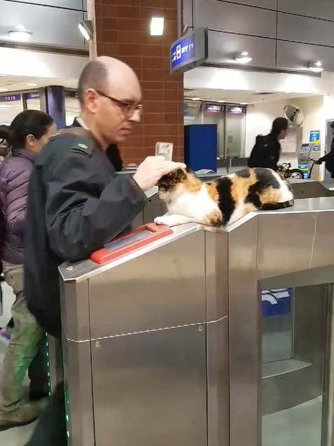 Every Day, Hundreds Of Train Commuters Are Greeted By Street Cat