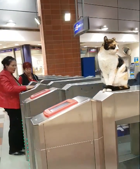 Every Day, Hundreds Of Train Commuters Are Greeted By Street Cat