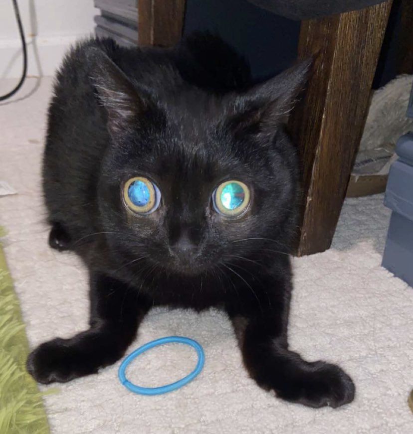 Family Finds Abandoned Kitten Who Looks Just Like A Little Alien