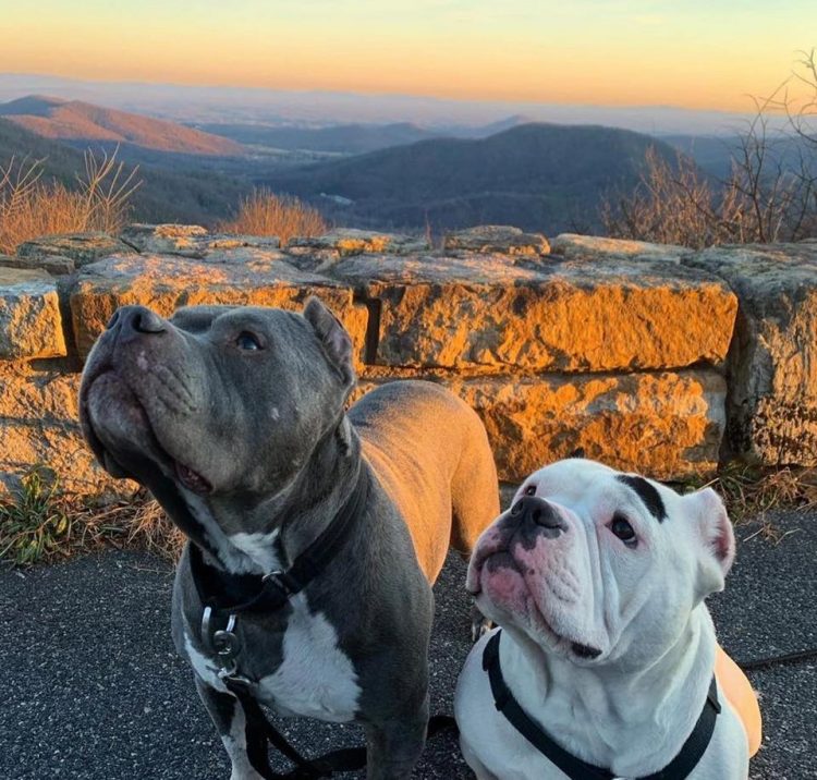 After their owner’s passing, two adorable puppies console each other, bonding as they navigate the loss they’ve experienced. – newsvaults.com