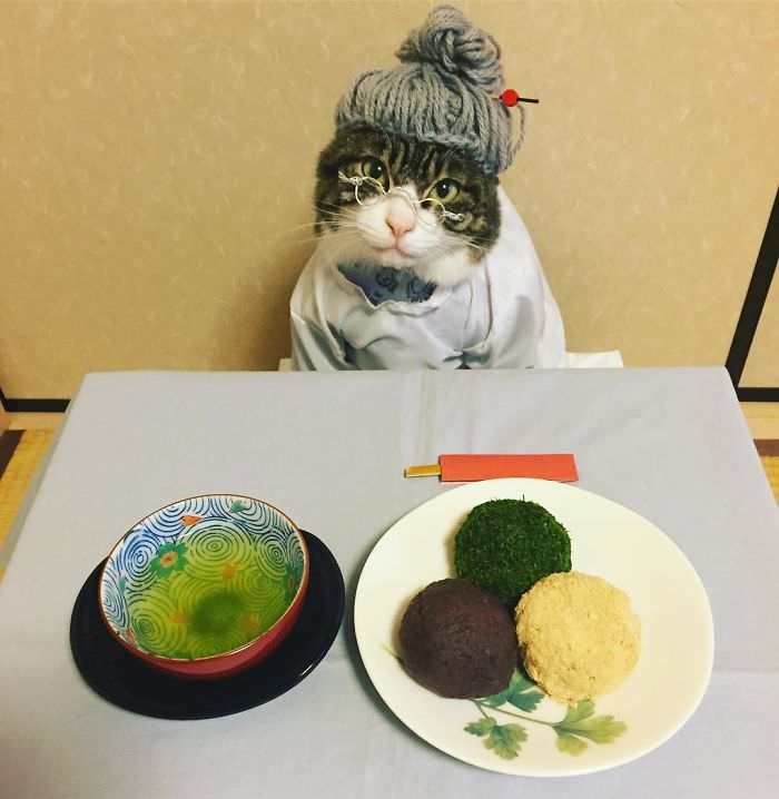 Cosplaying Cat Chef Dines With His Mom Every Night In Different Outfit