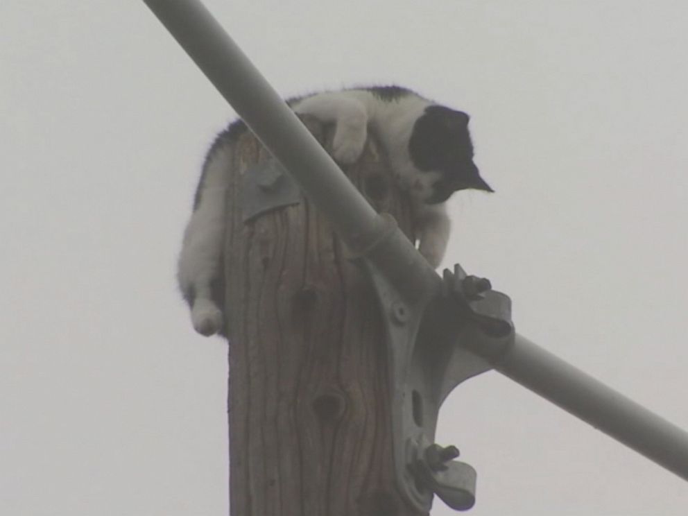 Fat Boy the Cat Rescued After Spending 9 Days Stuck on Power Pole!
