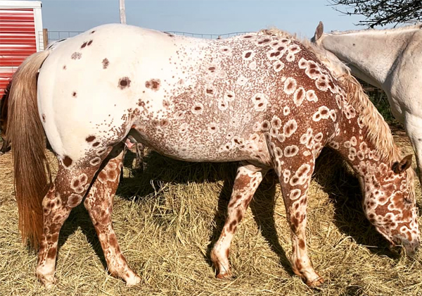 “Meet Tattoo: The Enchanting Appaloosa Horse Sporting a Unique ‘Leopard-Spotted’ Coat”