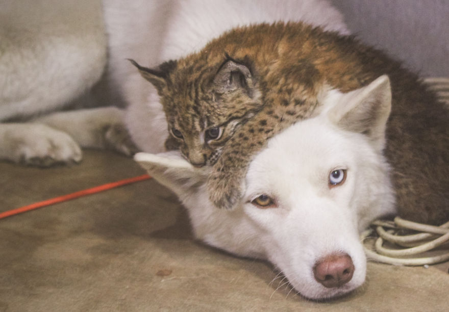 "Living with a Menagerie: My Experience Adopting Lynxes and Building a Diverse Animal Family with Dogs and Horses" - Yeudon