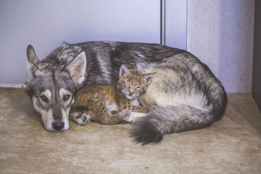 "Living with a Menagerie: My Experience Adopting Lynxes and Building a Diverse Animal Family with Dogs and Horses" - Yeudon