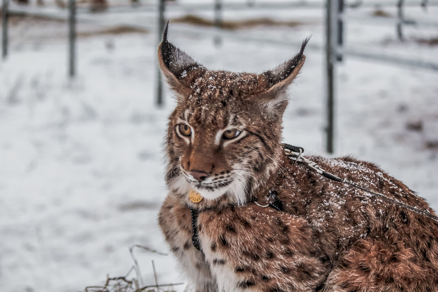 "Living with a Menagerie: My Experience Adopting Lynxes and Building a Diverse Animal Family with Dogs and Horses" - Yeudon