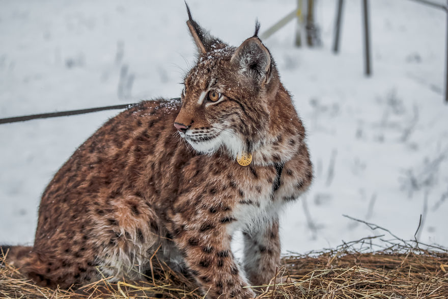 "Living with a Menagerie: My Experience Adopting Lynxes and Building a Diverse Animal Family with Dogs and Horses" - Yeudon